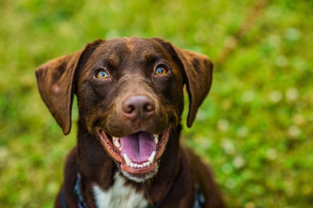 dog kennel for sale Florida