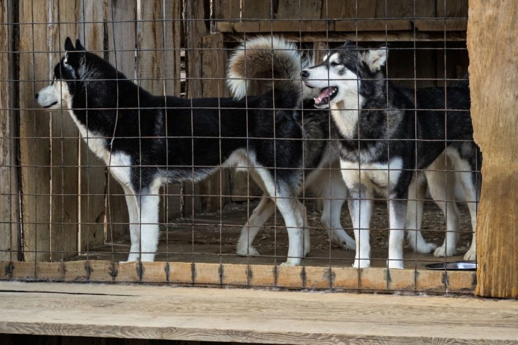 marketing your dog kennel Florida